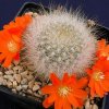 Rebutia_huarinensis